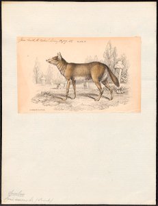 Canis aureus - 1833-1866 - Print - Iconographia Zoologica - Special Collections University of Amsterdam - UBA01 IZ22200039