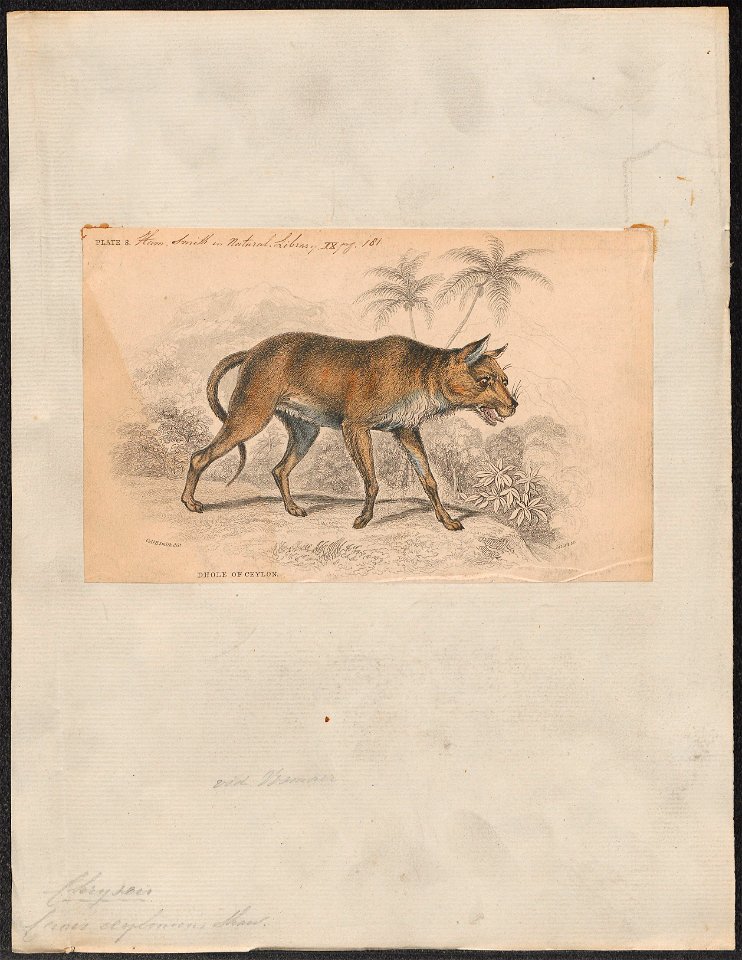 Canis ceylonicus - 1833-1866 - Print - Iconographia Zoologica - Special Collections University of Amsterdam - UBA01 IZ22200113