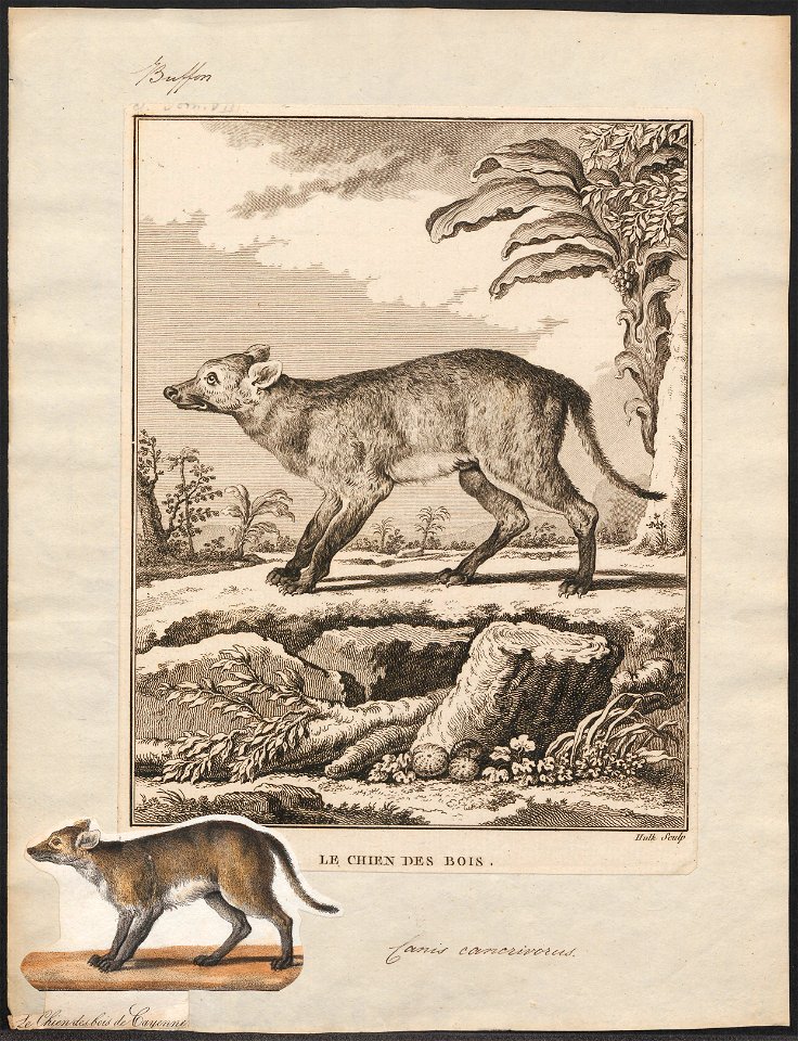 Canis cancrivorus - 1700-1880 - Print - Iconographia Zoologica - Special Collections University of Amsterdam - UBA01 IZ22200433