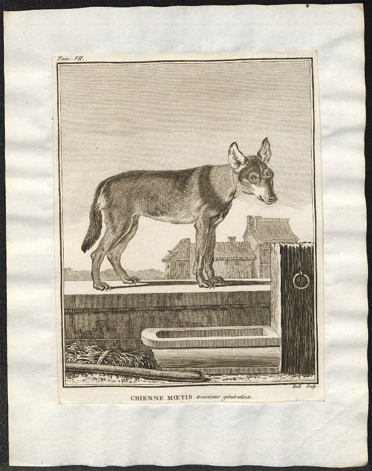 Canis lupus familiaris - 1700-1880 - Print - Iconographia Zoologica - Special Collections University of Amsterdam - UBA01 IZ22200009