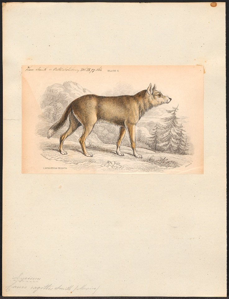 Canis cagottis - 1833-1866 - Print - Iconographia Zoologica - Special Collections University of Amsterdam - UBA01 IZ22200393