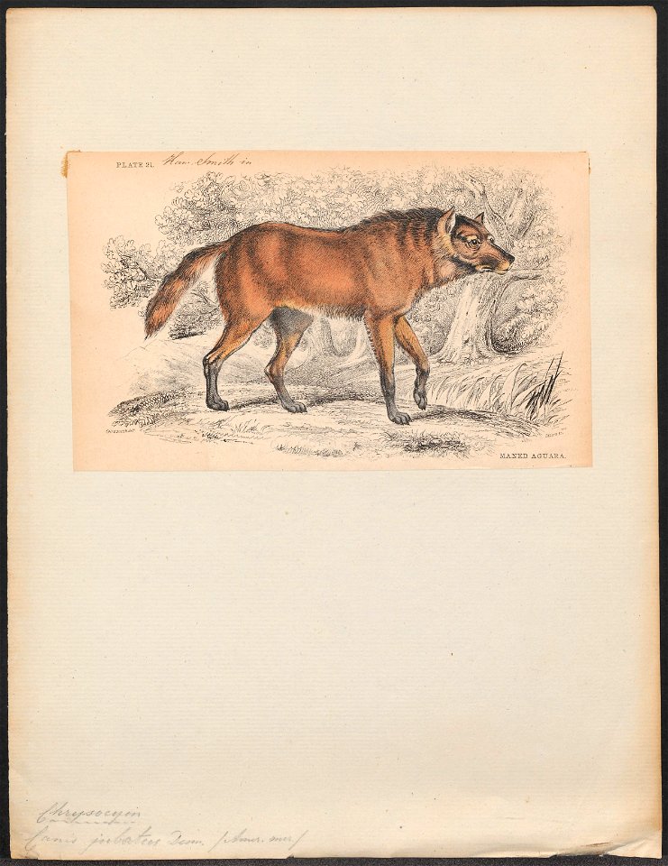 Canis jubatus - 1833-1866 - Print - Iconographia Zoologica - Special Collections University of Amsterdam - UBA01 IZ22200427
