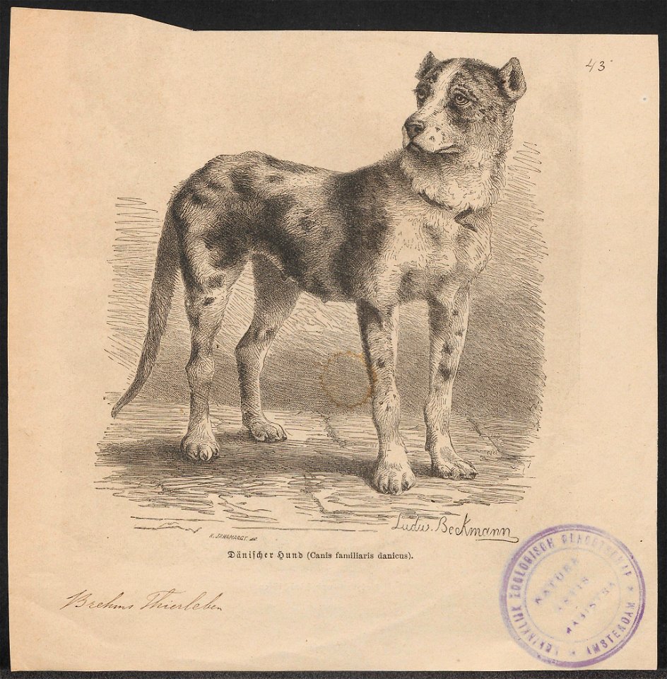 Canis familiaris danicus - 1700-1880 - Print - Iconographia Zoologica - Special Collections University of Amsterdam - UBA01 IZ22300063