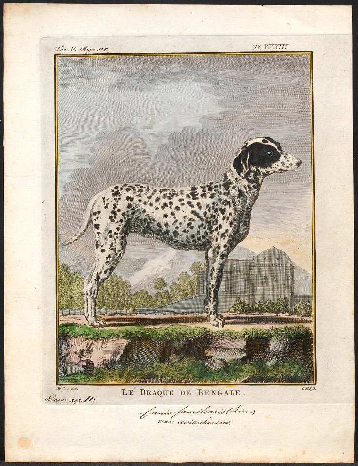 Canis lupus familiaris - 1700-1880 - Print - Iconographia Zoologica - Special Collections University of Amsterdam - UBA01 IZ22300029