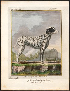 Canis lupus familiaris - 1700-1880 - Print - Iconographia Zoologica - Special Collections University of Amsterdam - UBA01 IZ22300029