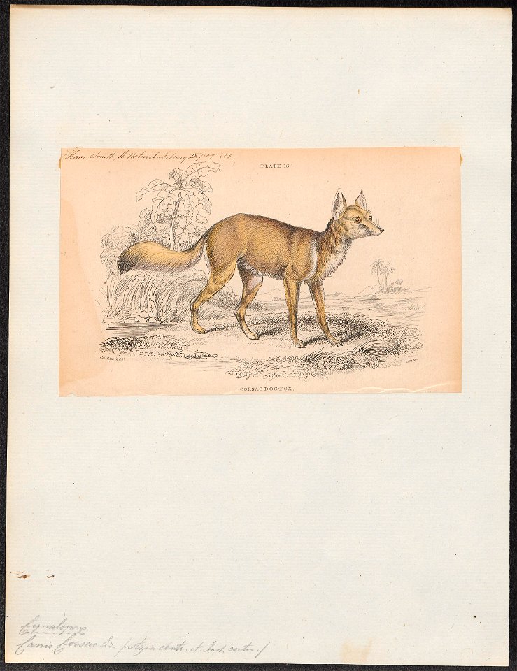 Canis corsac - 1833-1866 - Print - Iconographia Zoologica - Special Collections University of Amsterdam - UBA01 IZ22200041