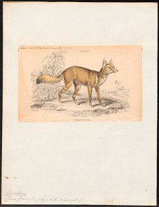 Canis corsac - 1833-1866 - Print - Iconographia Zoologica - Special Collections University of Amsterdam - UBA01 IZ22200041
