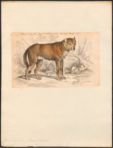 Canis lupus - 1833-1866 - Print - Iconographia Zoologica - Special Collections University of Amsterdam - UBA01 IZ22200341