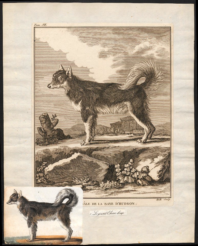 Canis lupus familiaris - 1700-1880 - Print - Iconographia Zoologica - Special Collections University of Amsterdam - UBA01 IZ22300115