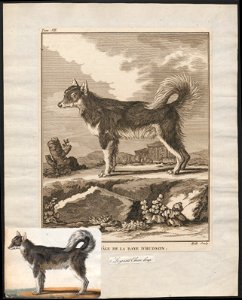 Canis lupus familiaris - 1700-1880 - Print - Iconographia Zoologica - Special Collections University of Amsterdam - UBA01 IZ22300115