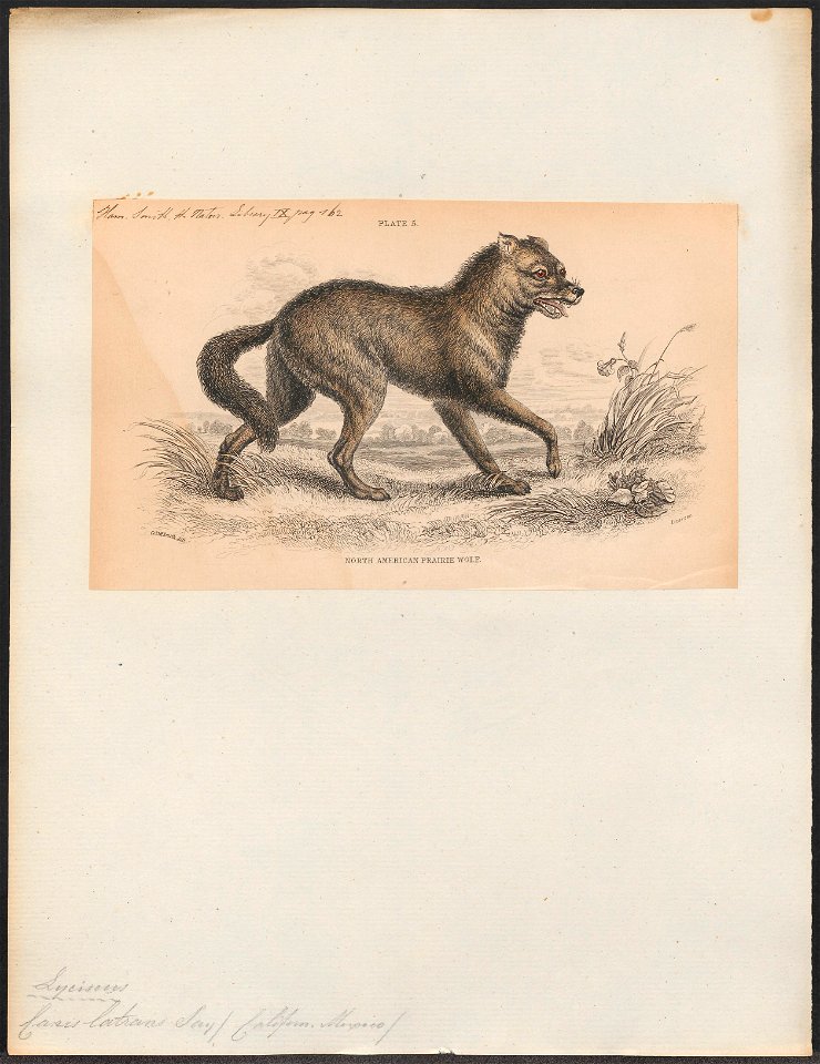 Canis latrans - 1833-1866 - Print - Iconographia Zoologica - Special Collections University of Amsterdam - UBA01 IZ22200391