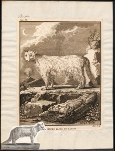 Canis lagopus - 1700-1880 - Print - Iconographia Zoologica - Special Collections University of Amsterdam - UBA01 IZ22200291