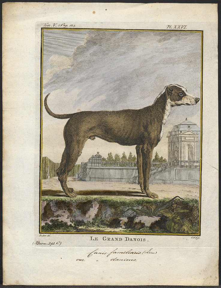 Canis lupus familiaris - 1700-1880 - Print - Iconographia Zoologica - Special Collections University of Amsterdam - UBA01 IZ22300188