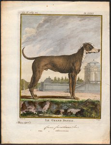 Canis lupus familiaris - 1700-1880 - Print - Iconographia Zoologica - Special Collections University of Amsterdam - UBA01 IZ22300188. Free illustration for personal and commercial use.