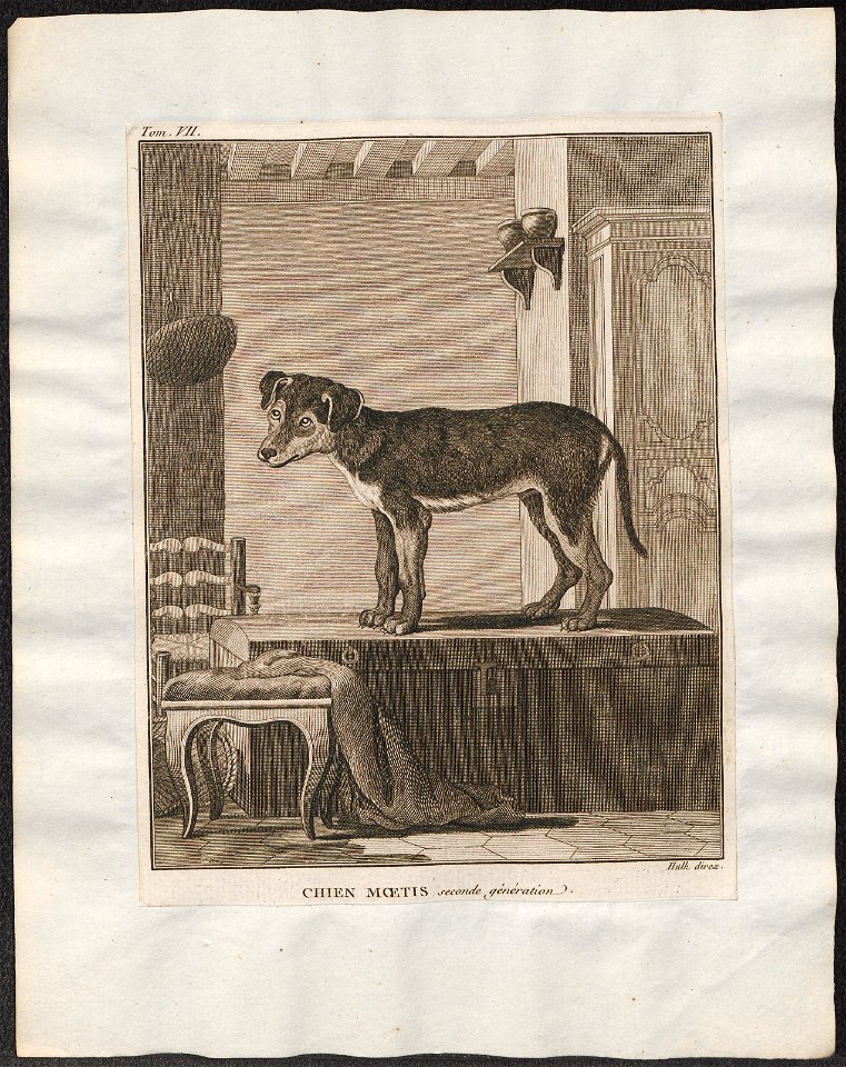 Canis lupus familiaris - 1700-1880 - Print - Iconographia Zoologica - Special Collections University of Amsterdam - UBA01 IZ22200005