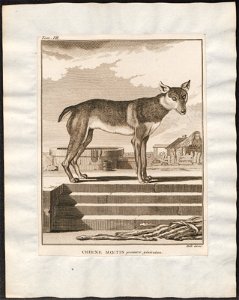 Canis lupus familiaris - 1700-1880 - Print - Iconographia Zoologica - Special Collections University of Amsterdam - UBA01 IZ22200003