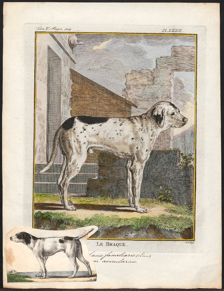 Canis lupus familiaris - 1700-1880 - Print - Iconographia Zoologica - Special Collections University of Amsterdam - UBA01 IZ22300011