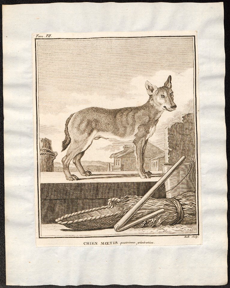Canis lupus familiaris - 1700-1880 - Print - Iconographia Zoologica - Special Collections University of Amsterdam - UBA01 IZ22200011