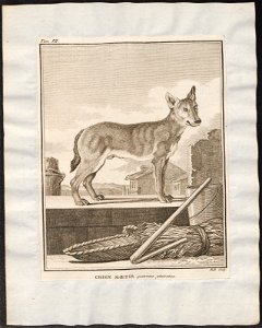 Canis lupus familiaris - 1700-1880 - Print - Iconographia Zoologica - Special Collections University of Amsterdam - UBA01 IZ22200011. Free illustration for personal and commercial use.