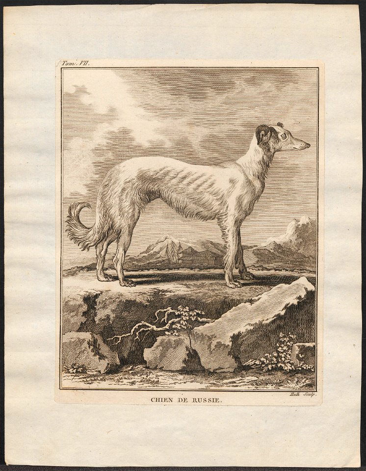 Canis lupus familiaris - 1700-1880 - Print - Iconographia Zoologica - Special Collections University of Amsterdam - UBA01 IZ22300286