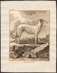 Canis lupus familiaris - 1700-1880 - Print - Iconographia Zoologica - Special Collections University of Amsterdam - UBA01 IZ22300286