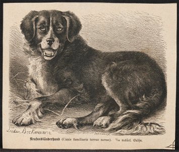 Canis lupus familiaris - 1700-1880 - Print - Iconographia Zoologica - Special Collections University of Amsterdam - UBA01 IZ22300082