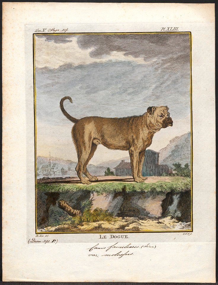 Canis lupus familiaris - 1700-1880 - Print - Iconographia Zoologica - Special Collections University of Amsterdam - UBA01 IZ22300059