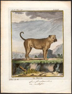 Canis lupus familiaris - 1700-1880 - Print - Iconographia Zoologica - Special Collections University of Amsterdam - UBA01 IZ22300059