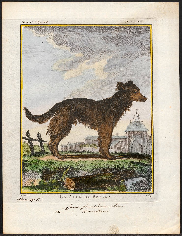 Canis lupus familiaris - 1700-1880 - Print - Iconographia Zoologica - Special Collections University of Amsterdam - UBA01 IZ22300176