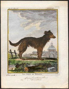 Canis lupus familiaris - 1700-1880 - Print - Iconographia Zoologica - Special Collections University of Amsterdam - UBA01 IZ22300176