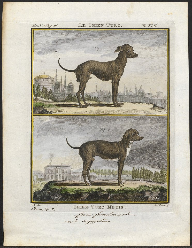 Canis lupus familiaris - 1700-1880 - Print - Iconographia Zoologica - Special Collections University of Amsterdam - UBA01 IZ22300341