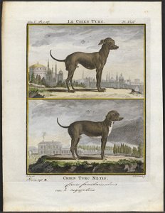 Canis lupus familiaris - 1700-1880 - Print - Iconographia Zoologica - Special Collections University of Amsterdam - UBA01 IZ22300341
