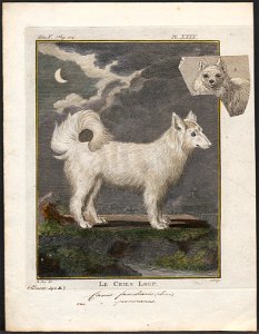 Canis lupus familiaris - 1700-1880 - Print - Iconographia Zoologica - Special Collections University of Amsterdam - UBA01 IZ22300133