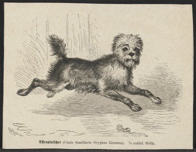 Canis lupus familiaris - 1700-1880 - Print - Iconographia Zoologica - Special Collections University of Amsterdam - UBA01 IZ22300369