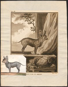 Canis lupus familiaris - 1700-1880 - Print - Iconographia Zoologica - Special Collections University of Amsterdam - UBA01 IZ22300236