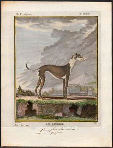 Canis lupus familiaris - 1700-1880 - Print - Iconographia Zoologica - Special Collections University of Amsterdam - UBA01 IZ22300216