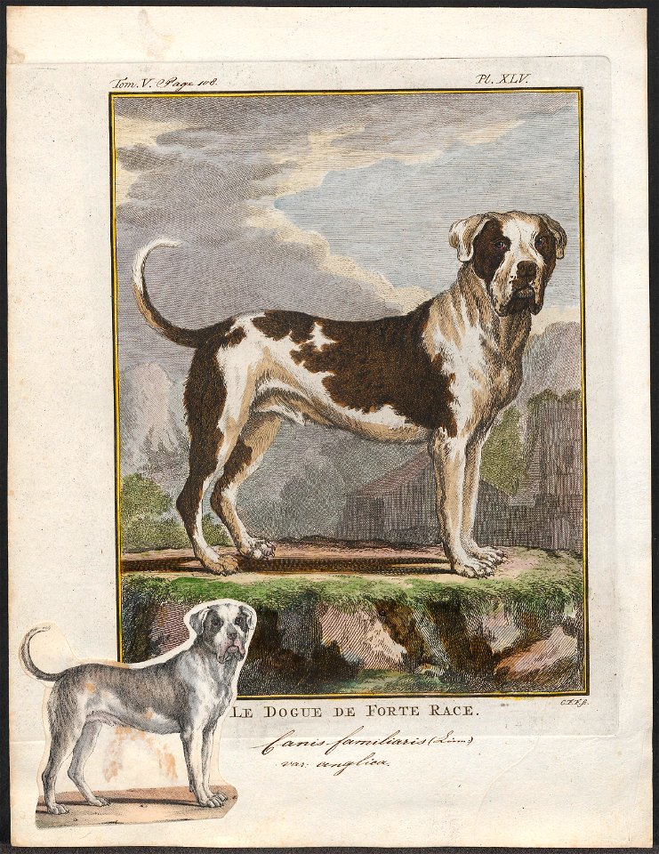 Canis lupus familiaris - 1700-1880 - Print - Iconographia Zoologica - Special Collections University of Amsterdam - UBA01 IZ22300194