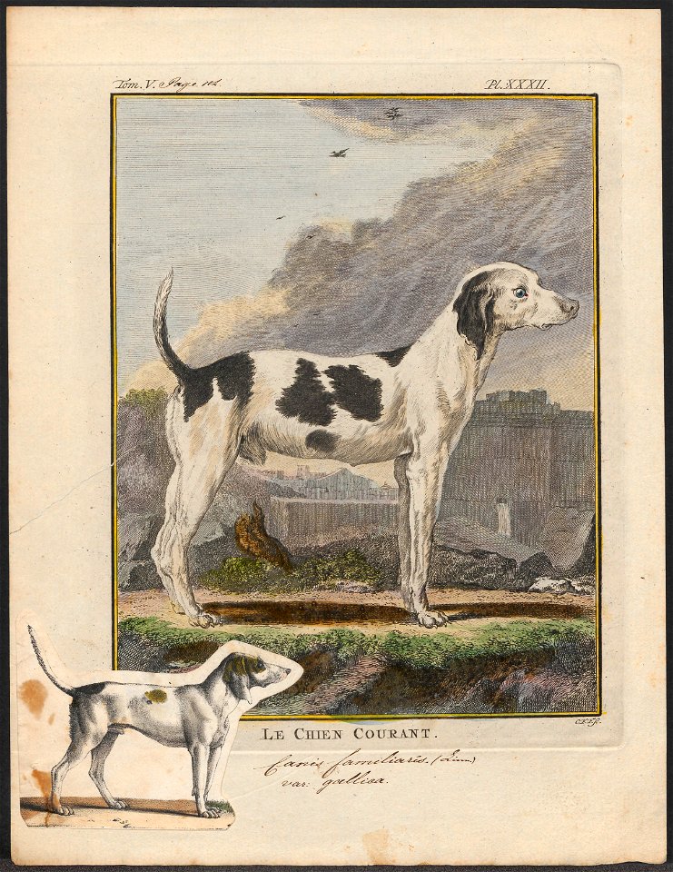 Canis lupus familiaris - 1700-1880 - Print - Iconographia Zoologica - Special Collections University of Amsterdam - UBA01 IZ22300389