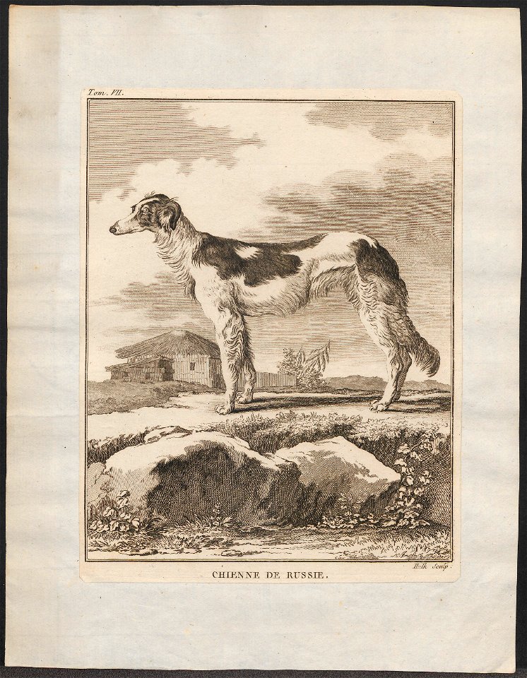 Canis lupus familiaris - 1700-1880 - Print - Iconographia Zoologica - Special Collections University of Amsterdam - UBA01 IZ22300284