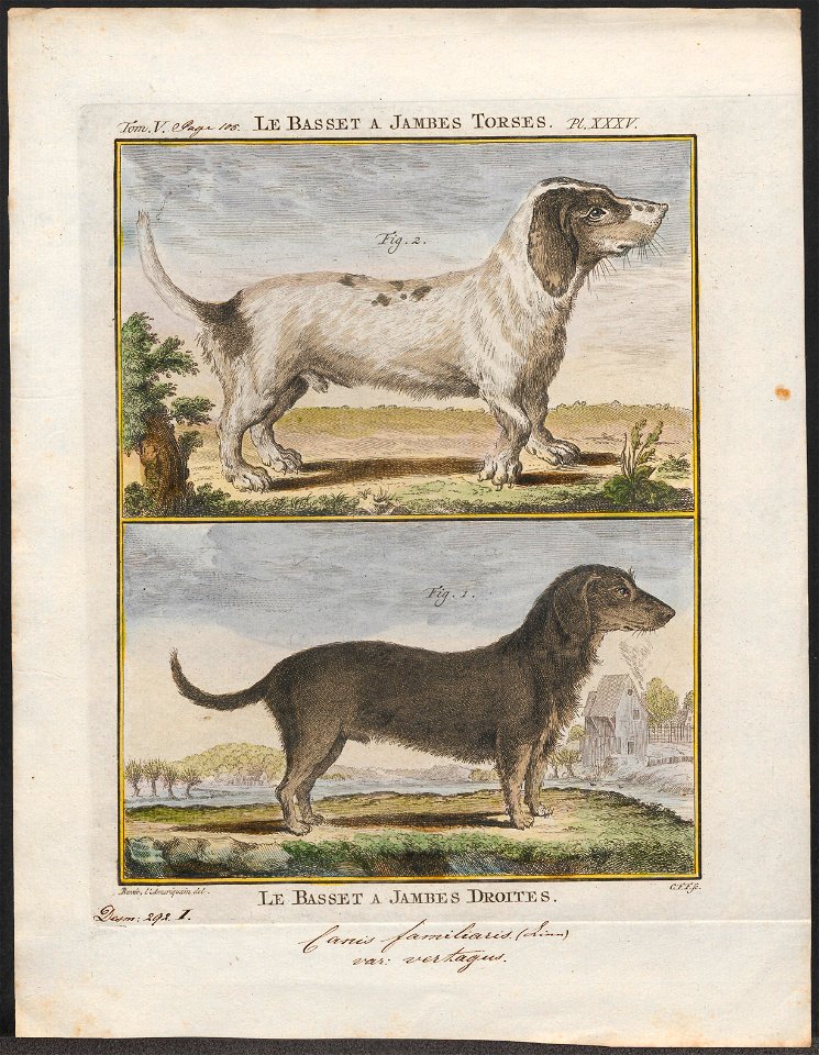 Canis lupus familiaris - 1700-1880 - Print - Iconographia Zoologica - Special Collections University of Amsterdam - UBA01 IZ22300260