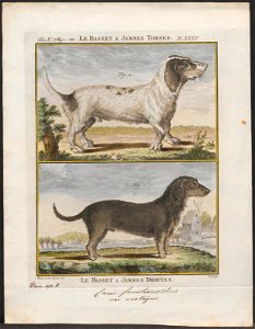 Canis lupus familiaris - 1700-1880 - Print - Iconographia Zoologica - Special Collections University of Amsterdam - UBA01 IZ22300260