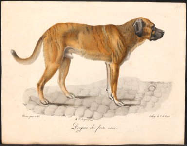 Canis lupus familiaris - 1818-1842 - Print - Iconographia Zoologica - Special Collections University of Amsterdam - UBA01 IZ22300200