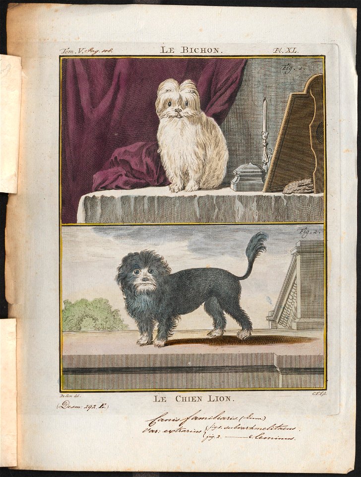 Canis lupus familiaris - 1700-1880 - Print - Iconographia Zoologica - Special Collections University of Amsterdam - UBA01 IZ22300329