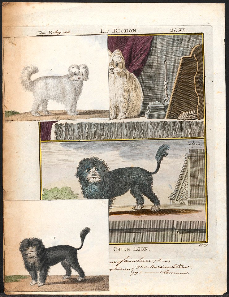 Canis lupus familiaris - 1700-1880 - Print - Iconographia Zoologica - Special Collections University of Amsterdam - UBA01 IZ22300328