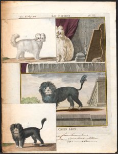 Canis lupus familiaris - 1700-1880 - Print - Iconographia Zoologica - Special Collections University of Amsterdam - UBA01 IZ22300328