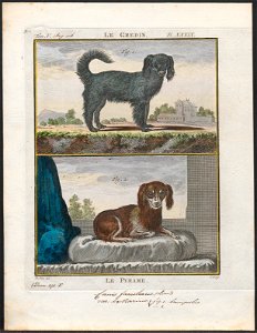 Canis lupus familiaris - 1700-1880 - Print - Iconographia Zoologica - Special Collections University of Amsterdam - UBA01 IZ22300322