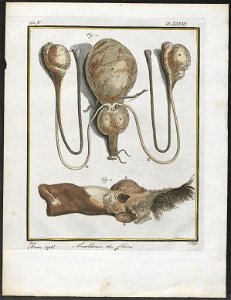 Canis lupus familiaris - anatomie - 1700-1880 - Print - Iconographia Zoologica - Special Collections University of Amsterdam - UBA01 IZ22200133
