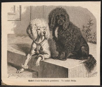 Canis lupus familiaris - 1700-1880 - Print - Iconographia Zoologica - Special Collections University of Amsterdam - UBA01 IZ22300357
