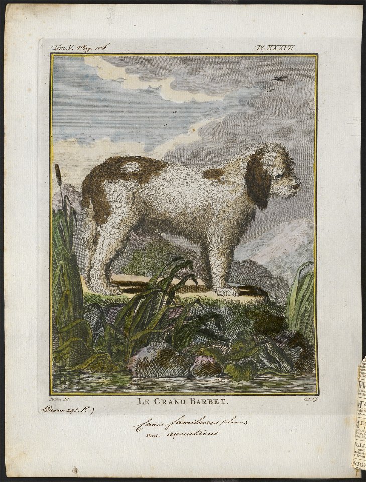 Canis lupus familiaris - 1700-1880 - Print - Iconographia Zoologica - Special Collections University of Amsterdam - UBA01 IZ22300353