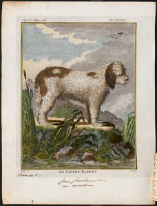 Canis lupus familiaris - 1700-1880 - Print - Iconographia Zoologica - Special Collections University of Amsterdam - UBA01 IZ22300353